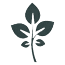 GrapeVine Social Logo